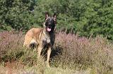 MALINOIS 061